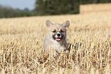 CORGI PEMBROKE 083